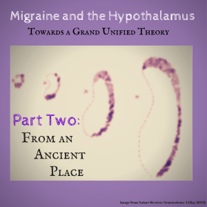 Migraine and Hypothalamus Part Two
