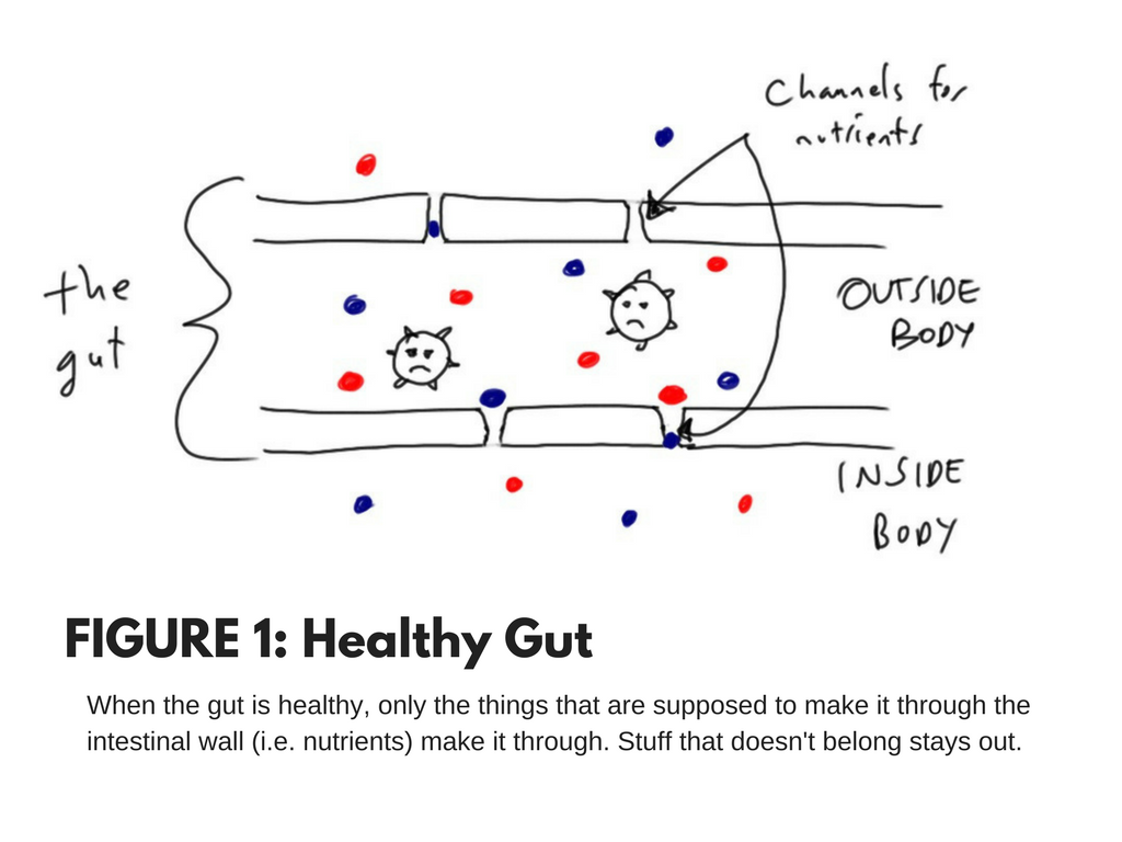 healthy, leak-free gut