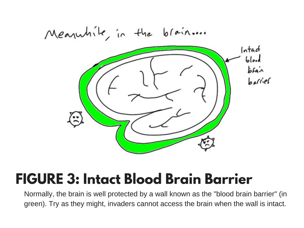 blood brain barrier